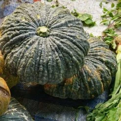 Pumpkin Marina Di Chioggia | Approx 9 Seeds