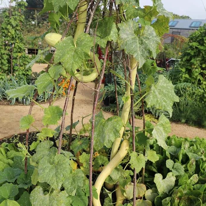Squash Tromba Of Albenga | Approx 25 Seeds 3 Squash Tromba Of Albenga | Approx 25 Seeds