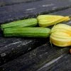 Courgette Romanesco | Approx 45 Seeds -Plants outlet store SD30000232 ff81