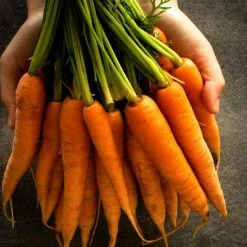 Carrot Nantese Of Venice | Approx 5400 Seeds