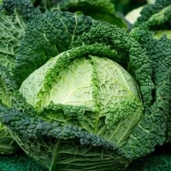 Cabbage Of Mantova | Approx 1800 Seeds