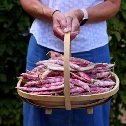 Lamon (Venice) | 50g Seeds Approx 50