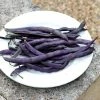 Bean (climbing French) Trionfo Violetto | Approx 120 Seeds -Plants outlet store SD30000249 a0c9