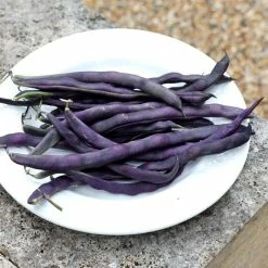 Bean (climbing French) Trionfo Violetto | Approx 120 Seeds