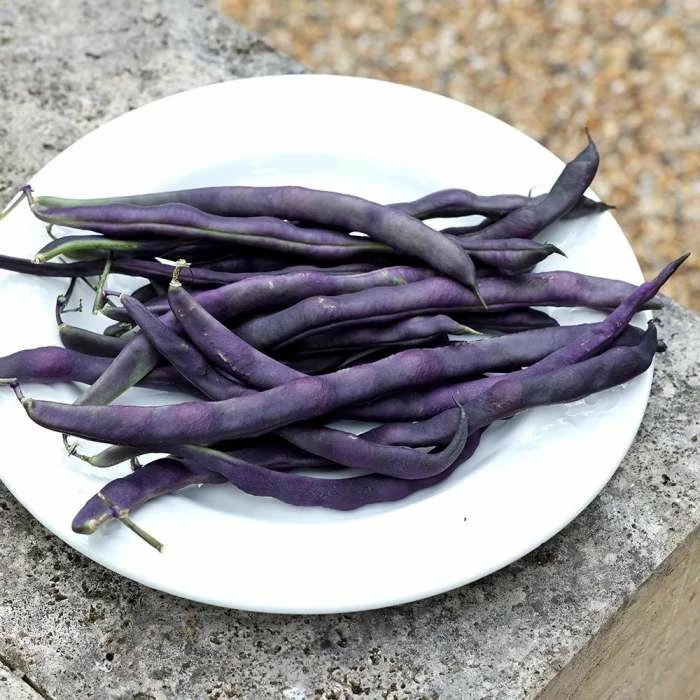 Bean (climbing French) Trionfo Violetto | Approx 120 Seeds 3 Bean (climbing French) Trionfo Violetto | Approx 120 Seeds