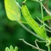 Asparagus Pea | Approx 50 Seeds -Plants outlet store SD30000327 fcd0