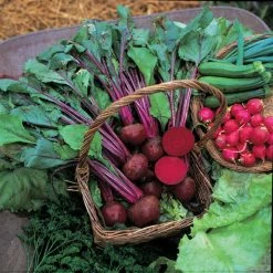 Beetroot Boltardy | Approx 275 Seeds