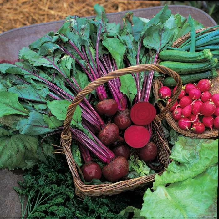 Beetroot Boltardy | Approx 275 Seeds 3 Beetroot Boltardy | Approx 275 Seeds