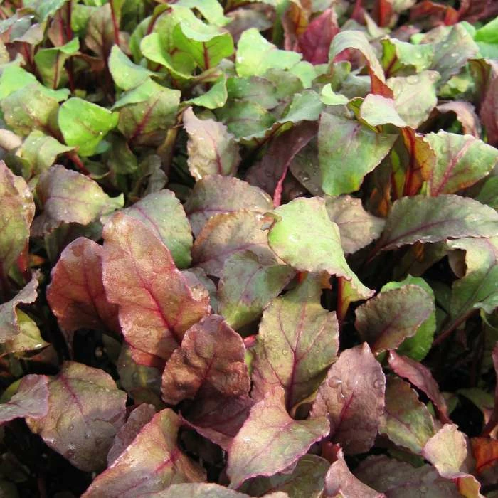 Beetroot Bull's Blood | Approx 80 Seeds 3 Beetroot Bull's Blood | Approx 80 Seeds