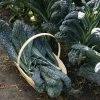 Kale Nero Di Toscana | Approx 150 Seeds -Plants outlet store SD30000333 39fa