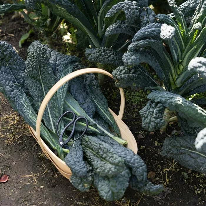 Kale Nero Di Toscana | Approx 150 Seeds 3 Kale Nero Di Toscana | Approx 150 Seeds