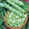 Bean (broad) Masterpiece Green Longpod | Approx 50 Seeds 1 Bean (broad) Masterpiece Green Longpod | Approx 50 Seeds -Plants outlet store SD30000336 02dd
