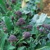 Broccoli Purple Sprouting Early | Approx 750 Seeds