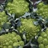Cauliflower Romanesco | Approx 500 Seeds -Plants outlet store SD30000339 cd27