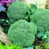 Calabrese Green Magic F1 | Approx 75 Seeds -Plants outlet store SD30000352 ad68