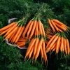 Carrot Early Nantes | Approx 2000 Seeds -Plants outlet store SD30000354 f9ae