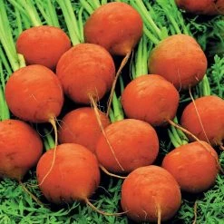 Carrot Paris Market 5 | Approx 750 Seeds
