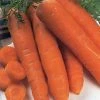 Carrot Autumn King | Approx 2000 Seeds 1 Carrot Autumn King | Approx 2000 Seeds -Plants outlet store SD30000359 bbb9