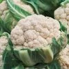 Cauliflower Igloo | Approx 65 Seeds 2 Cauliflower Igloo | Approx 65 Seeds -Plants outlet store SD30000362 f9b4