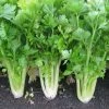 Celery Golden Self-blanching | Approx 100 Seeds -Plants outlet store SD30000363 491d
