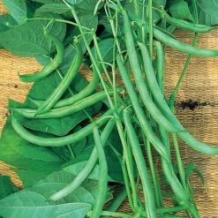 Bean (climbing French) Blue Lake | Approx 125 Seeds