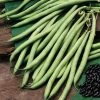 Bean (climbing French) Cobra | Approx 50 Seeds 1 Bean (climbing French) Cobra | Approx 50 Seeds -Plants outlet store SD30000368 35ff
