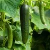 Cucumber Burpless Tasty Green F1 | Approx 16 Seeds -Plants outlet store SD30000374 1e15