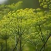 Dill Dukat | Approx 500 Seeds -Plants outlet store SD30000378 12fe