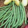 Bean (dwarf French) Tendergreen | Approx 150 Seeds -Plants outlet store SD30000381 d54f
