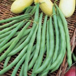 Bean (dwarf French) Tendergreen | Approx 150 Seeds