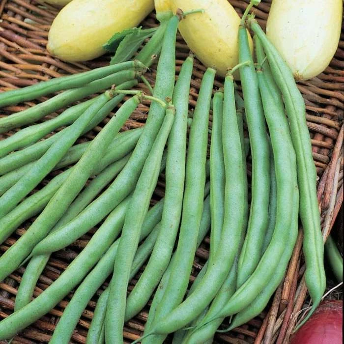 Bean (dwarf French) Tendergreen | Approx 150 Seeds 3 Bean (dwarf French) Tendergreen | Approx 150 Seeds