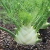 Fennel Sweet Florence | Approx 100 Seeds -Plants outlet store SD30000382 bc2c