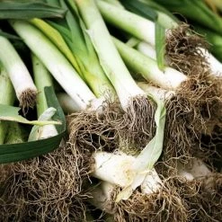 Leek Musselburgh | Approx 425 Seeds