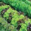 Lettuce (mixed) | Approx 1200 Seeds -Plants outlet store SD30000390 d4b6