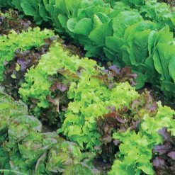 Lettuce (mixed) | Approx 1200 Seeds