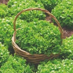 Lettuce Salad Bowl | Approx 1000 Seeds