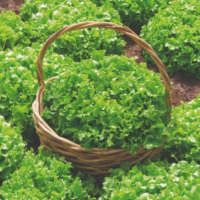 Lettuce Salad Bowl | Approx 1000 Seeds 3 Lettuce Salad Bowl | Approx 1000 Seeds