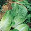 Lettuce Winter Density | Approx 1400 Seeds 2 Lettuce Winter Density | Approx 1400 Seeds -Plants outlet store SD30000393 e094