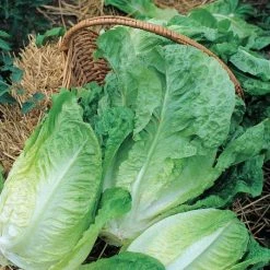 Lettuce Winter Density | Approx 1400 Seeds