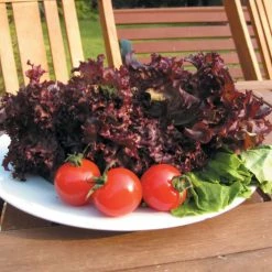 Lettuce Lollo Rossa | Approx 550 Seeds