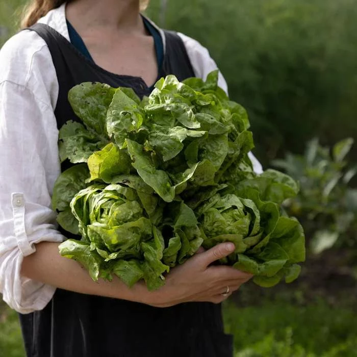 Lettuce All Year Round | Approx 1400 Seeds 3 Lettuce All Year Round | Approx 1400 Seeds