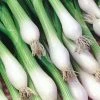 Spring Onion White Lisbon | Approx 800 Seeds -Plants outlet store SD30000402 ce09