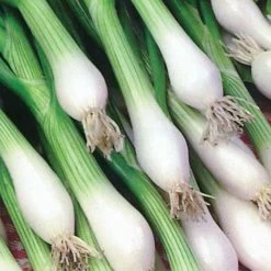 Spring Onion White Lisbon | Approx 800 Seeds