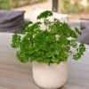 Petroselinum Crispum Extra Moss Curled | Approx 500 Seeds -Plants outlet store SD30000406 03b5