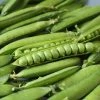 Pea Kelvedon Wonder | Approx 350 Seeds -Plants outlet store SD30000415 1120