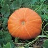 Pumpkin Hundredweight | Approx 15 Seeds -Plants outlet store SD30000419 e377