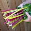 Chard Rainbow Chard | Approx 125 Seeds -Plants outlet store SD30000422 313d