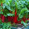 Chard Rhubarb Chard | Approx 100 Seeds -Plants outlet store SD30000424 772e