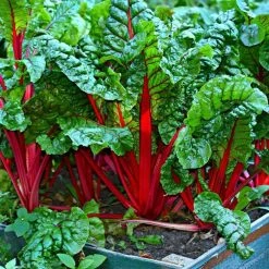 Chard Rhubarb Chard | Approx 100 Seeds