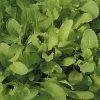Rocket Salad | Approx 1000 Seeds